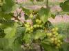 PB Valley winery 46.jpg 2.9K
